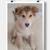 Rehoming pets 1 thumbnail