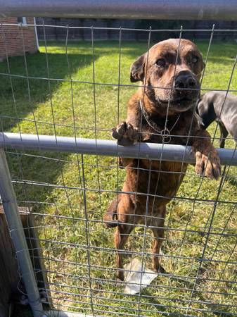 Great Dane, black mouth curr, American bulldogs63885277410435121