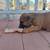 Puppies (German Shepard Mix) 10 thumbnail