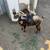 Nigerian Dwarf doe 2 thumbnail