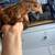 Chicks chickens pullets roosters hens 8 thumbnail