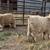 Fiber goats 1 thumbnail