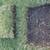 Zoysia Plug Grass, Wholesale- the Best Price Anywhere, as Low as $8. 6 thumbnail