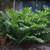Pine Cone Ginger Plant Zingiber Garden Plants Yard Exotic 7 thumbnail