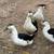 Magpie ducks 1 thumbnail