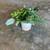 Realistic Artificial Plant Arrangement with Ceramic Planter 1 thumbnail