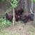 Black Copper Maran ROOSTERS 1 thumbnail