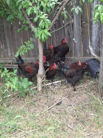 Black Copper Maran ROOSTERS 1