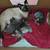 Kittens Siamese/Mix 10 thumbnail