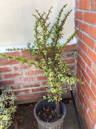 Succulent 3 ft tall with small round “ leaves” 1