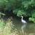 The Cottage On The Creek in Edina 💥💥MOVE NOW💥💥 1 thumbnail