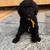 Golden Doodle Puppies (Standard Size) 5 thumbnail