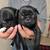 6 week old pugs 4 thumbnail