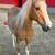 Palomino Gelding 7 thumbnail