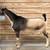 Nigerian Dwarf Unregistered Bucklings 2 thumbnail