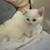 White Doll Face Persian Kitten female 11 thumbnail