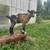 Registerable Dwarf Nigerian Goats 3 thumbnail