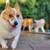 DOG SITTER - Daycare, Dog Sitting - Big Backyard, FREE Behavioral Trai 3 thumbnail