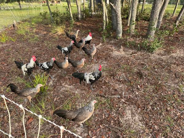 Young Phoenix Rooster & Hen Pair 3 Months Old 🐓 1