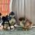 Serama chicks 7 thumbnail