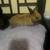 Mini lopped eared rabbit 6 thumbnail