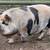 Kunekune pigs 1 thumbnail