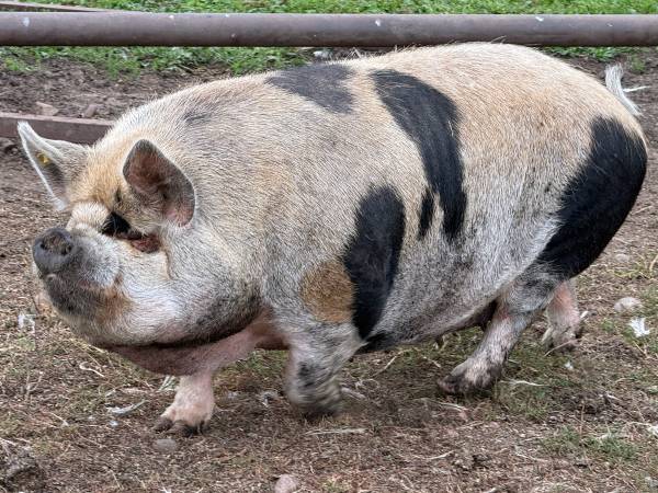 Kunekune pigs 1