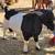 Boer male goat 3 thumbnail