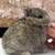 Bunny Netherlnd Drawfs Kits 2 thumbnail