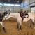 HORSE TRAINER NEEDED-EXPERIENCED IN DRESSAGE, WESTERN OR ENGLISH! 9 thumbnail
