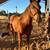 Haflinger/Qh cross 2yr old filly 4 thumbnail