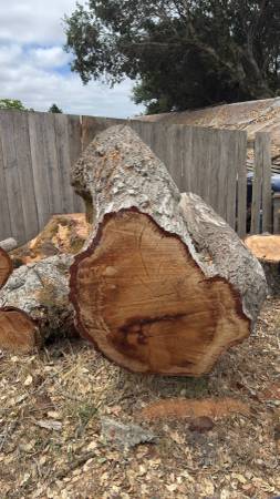 Free Oak wood 1