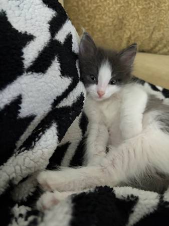 12 week old kittens (Fairfield)565582570917744643