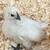 Chickens Ayam cemani 14 thumbnail