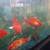 Goldfish 1 thumbnail