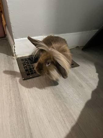 Bunny 1