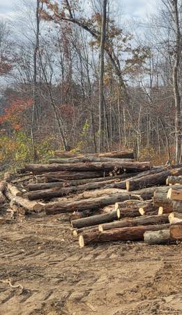 Tree length firewood 1