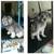 DOG GROOMING NYC CERTIFIED DOG GROOMER 6 thumbnail