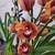 Cymbidium orchids 2 thumbnail