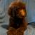 Goldendoodles 12 thumbnail