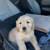Retrieverpuppiesmale 3 thumbnail
