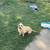 Chihuahua’s 5 thumbnail