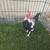 Bantam chickens 9 thumbnail