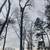Trees cutting n virginia 3 thumbnail