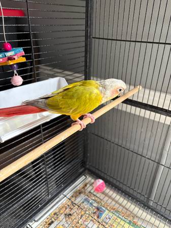 Conure415426674520893442
