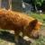Kunekune 2 thumbnail