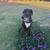 Pet care pampered pets 2 thumbnail