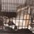 German Shepherd Husky Mix 8 thumbnail