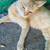 Free pregnant cats! 2 thumbnail
