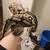 Breeding Ball Pythons 5 thumbnail